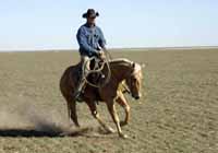 CGS Pepto