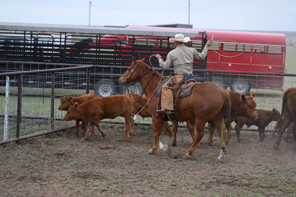 lassoing a calf
