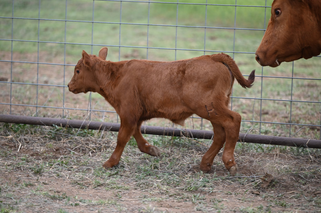 Calf With Its Mom