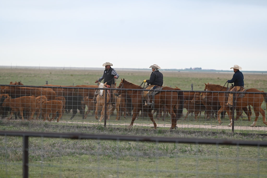 Ranchers Herding Cows