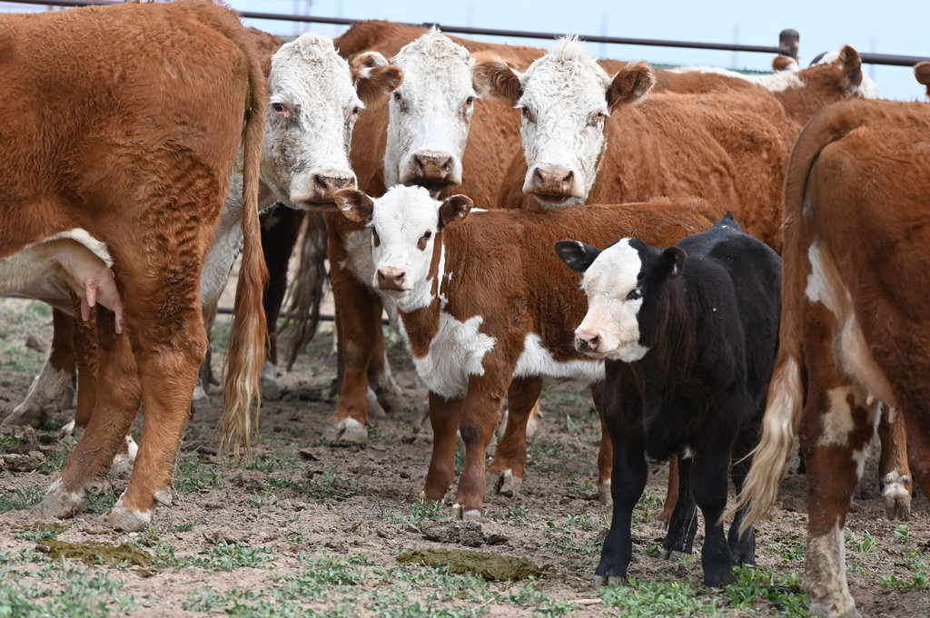 Cows Looking at the Camera