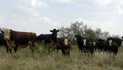 Good Barber Bulls on Black Cows make for Great Calves