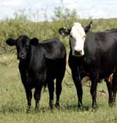Black Baldy Cow with Spring Born Calf