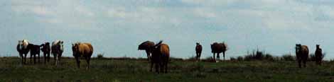 Broodmares