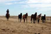 Jim & Yearling Fillies